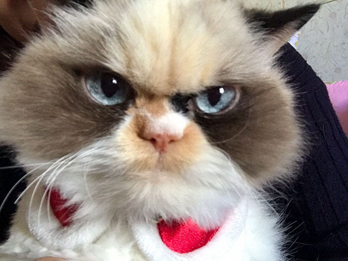 Meet Our Newest Grumpy Cat with an Even Grumpier Look Than Her Predecessor! - amazingmindscape.com