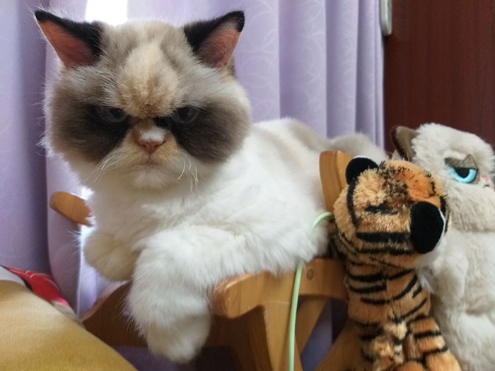 Meet Our Newest Grumpy Cat with an Even Grumpier Look Than Her Predecessor! - amazingmindscape.com