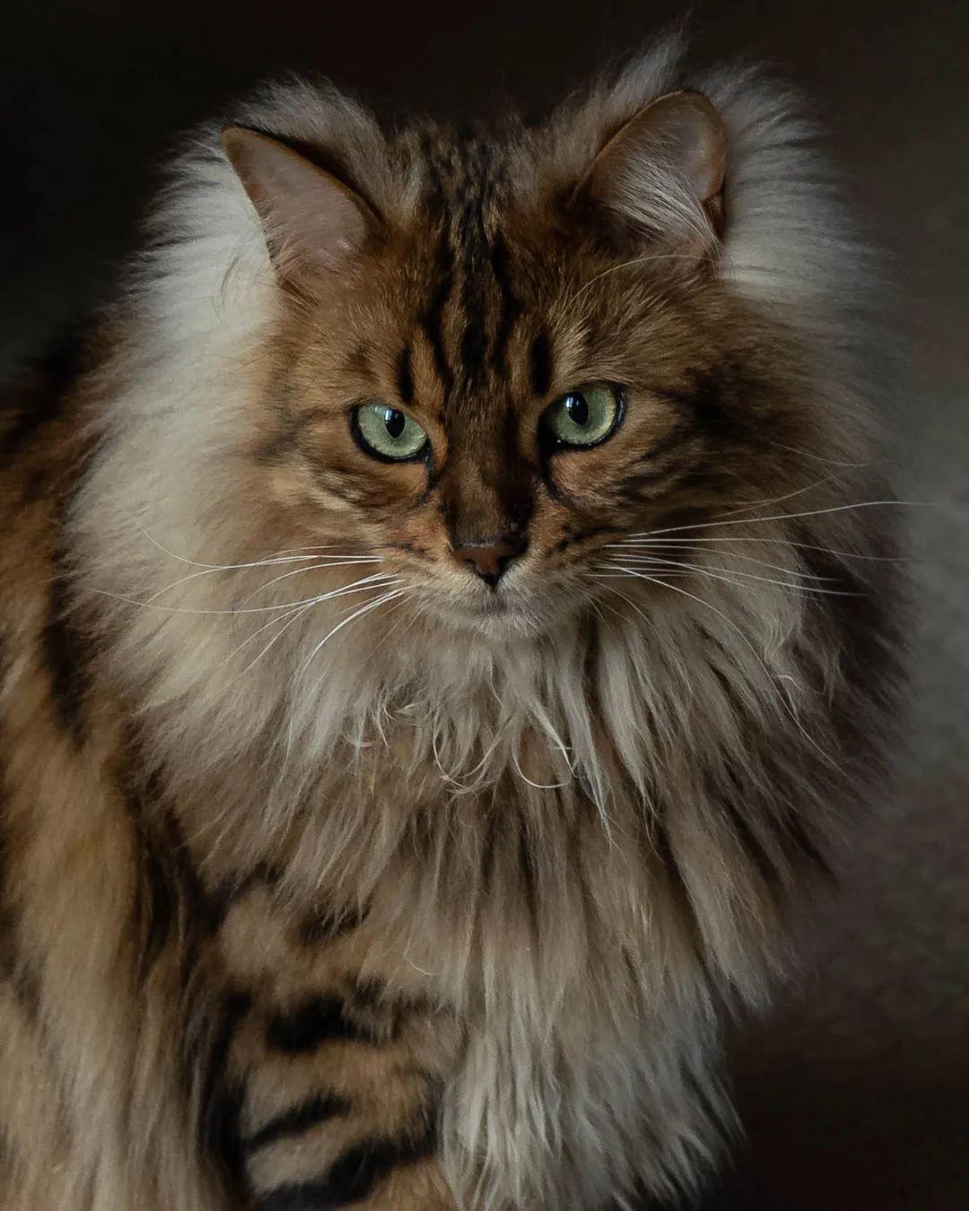 Introducing Cezar: The Cashmere Bengal Feline Resembling a Cute Miniature Lion - yeudon