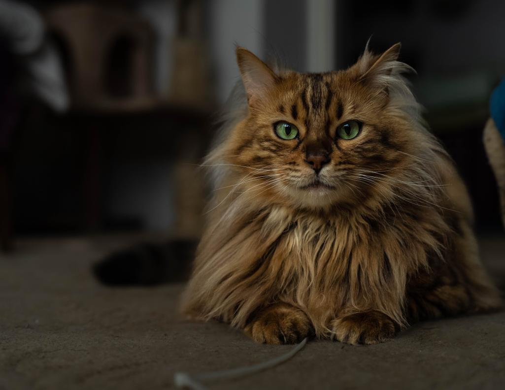 Introducing Cezar: The Cashmere Bengal Feline Resembling a Cute Miniature Lion - yeudon