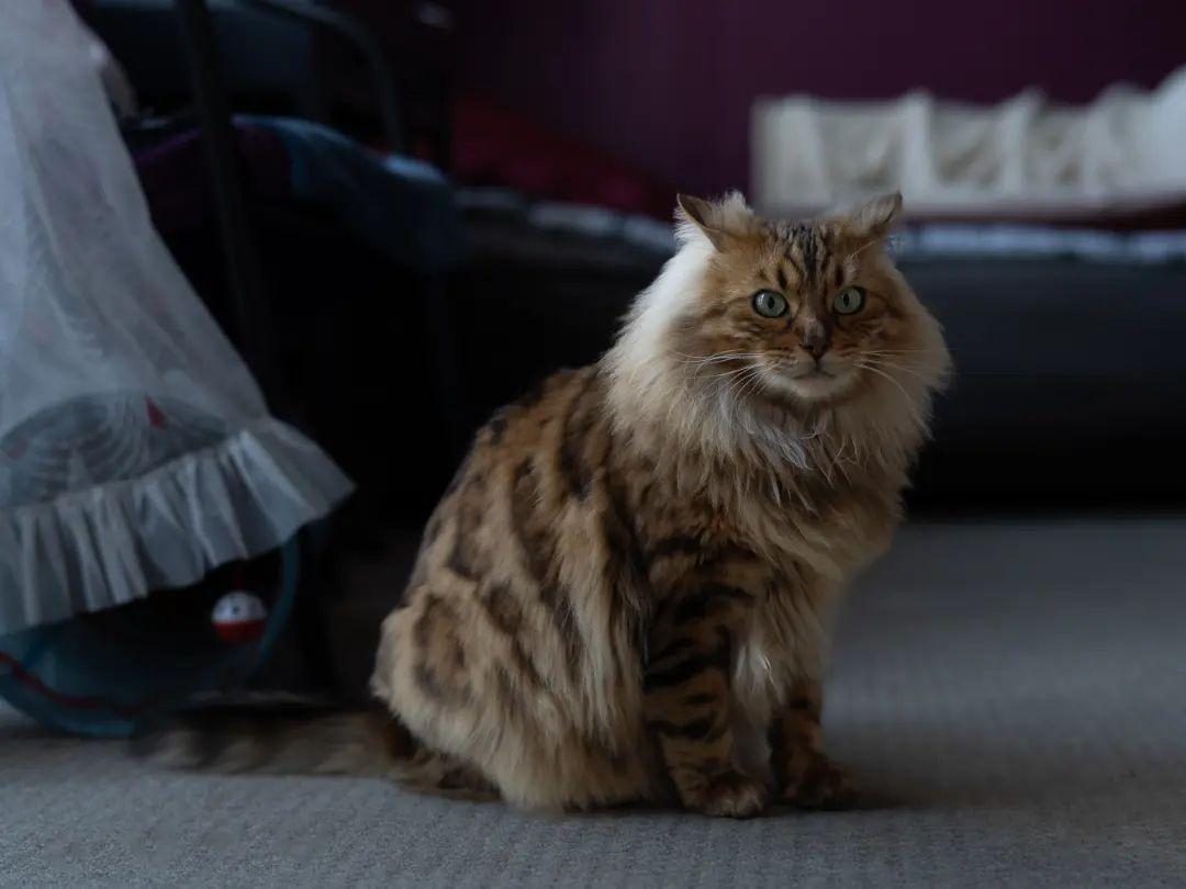 Introducing Cezar: The Cashmere Bengal Feline Resembling a Cute Miniature Lion - yeudon