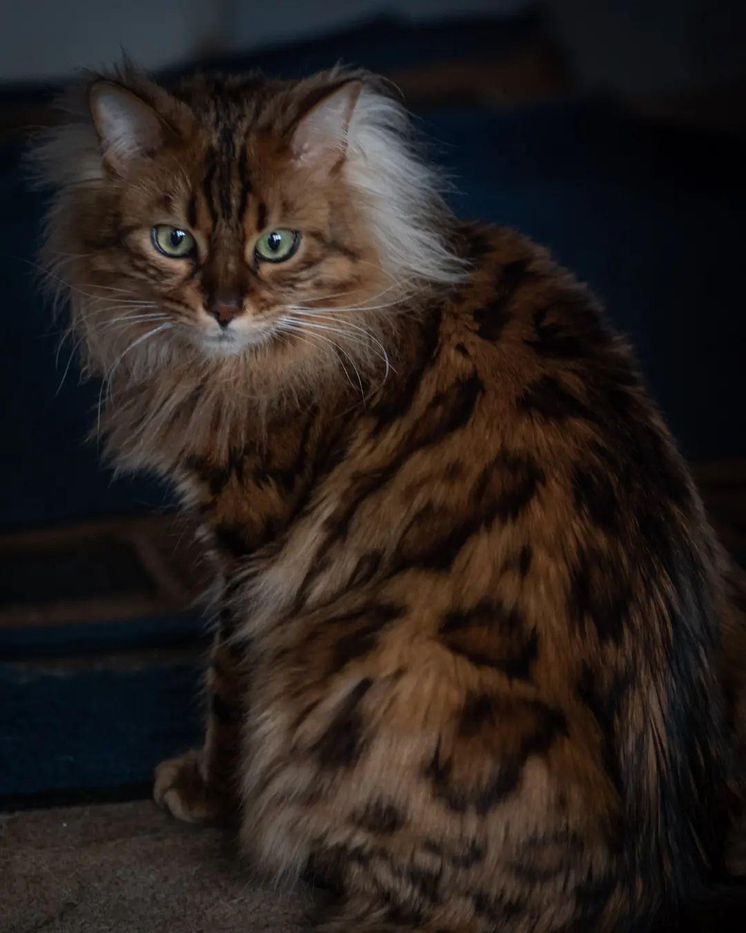 Introducing Cezar: The Cashmere Bengal Feline Resembling a Cute Miniature Lion - yeudon