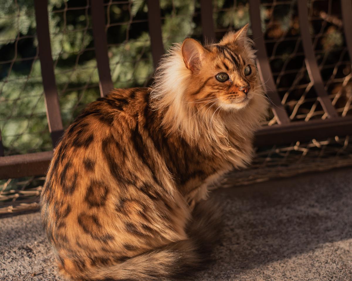 Introducing Cezar: The Cashmere Bengal Feline Resembling a Cute Miniature Lion - yeudon