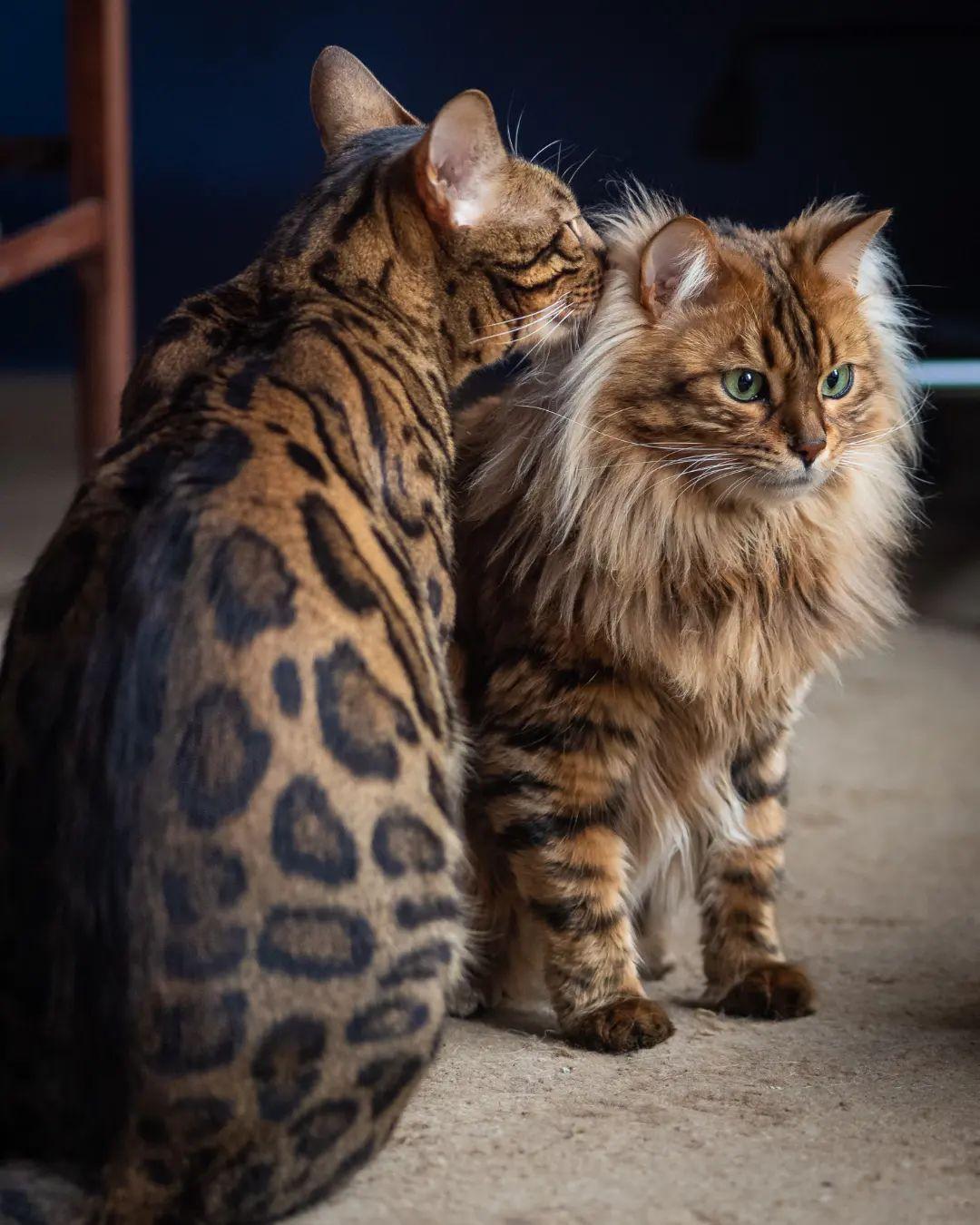 Introducing Cezar: The Cashmere Bengal Feline Resembling a Cute Miniature Lion - yeudon