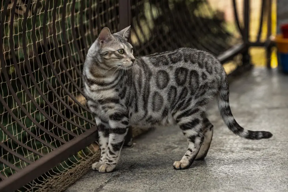 Introducing Cezar: The Cashmere Bengal Feline Resembling a Cute Miniature Lion - yeudon