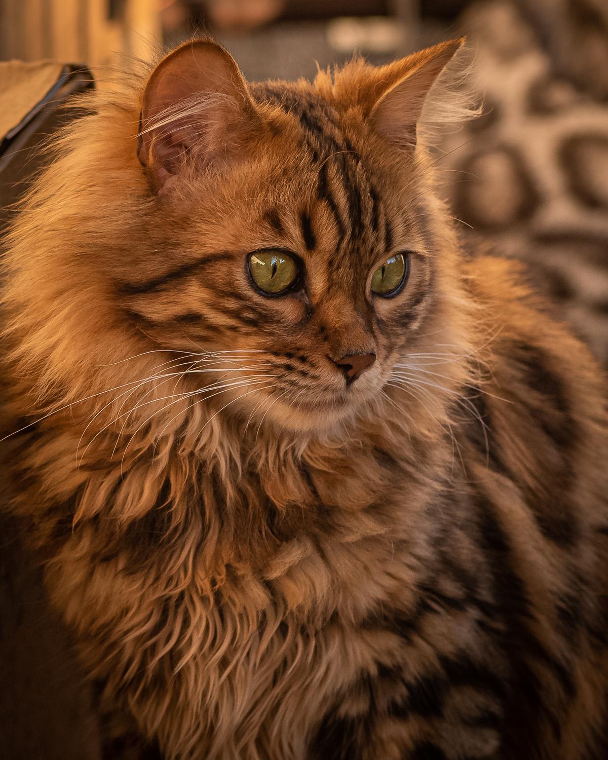 Introducing Cezar: The Cashmere Bengal Feline Resembling a Cute Miniature Lion - yeudon