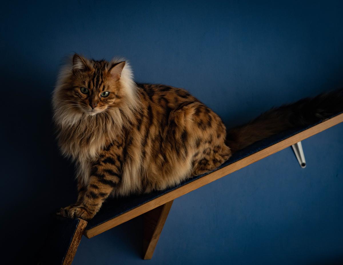 Introducing Cezar: The Cashmere Bengal Feline Resembling a Cute Miniature Lion - yeudon