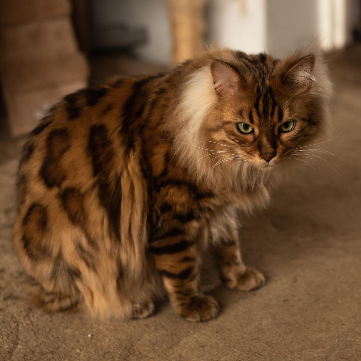 Introducing Cezar: The Cashmere Bengal Feline Resembling a Cute Miniature Lion - yeudon