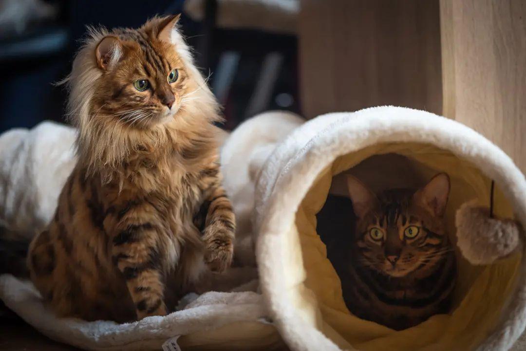 Introducing Cezar: The Cashmere Bengal Feline Resembling a Cute Miniature Lion - yeudon