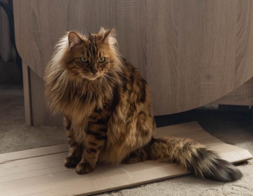 Introducing Cezar: The Cashmere Bengal Feline Resembling a Cute Miniature Lion - yeudon