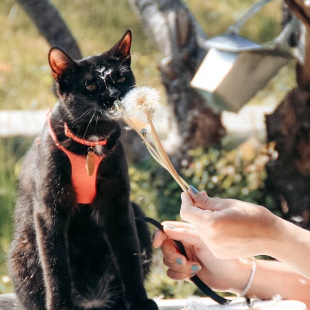 "Outdoor Adventures with Your Feline Friend: Tips from Adventure Cats"