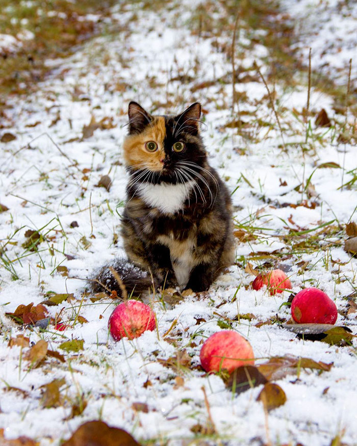 Get to know Yana, the feline with a dual-colored face whose owners' pen ran out of ink.