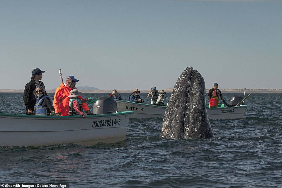 Pictured: Two boats of whale watchers have a close encounter with the sperm whale off the coast of Baja, Mexico