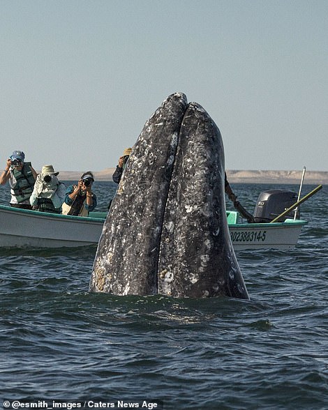 Fortunately, the sightseers turned around in their boat just in the nick of time to spot the huge humpback whale a matter of feet away from them, before she disappeared back under the water