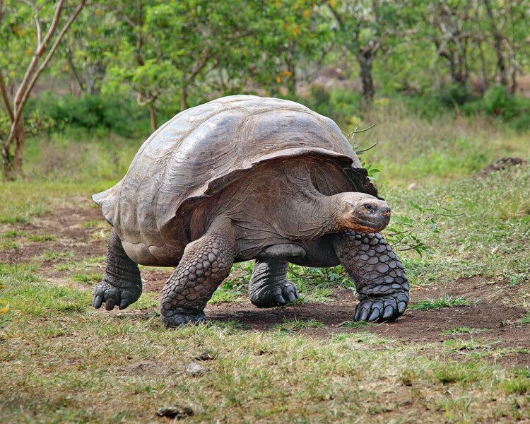 ""Galápagos""