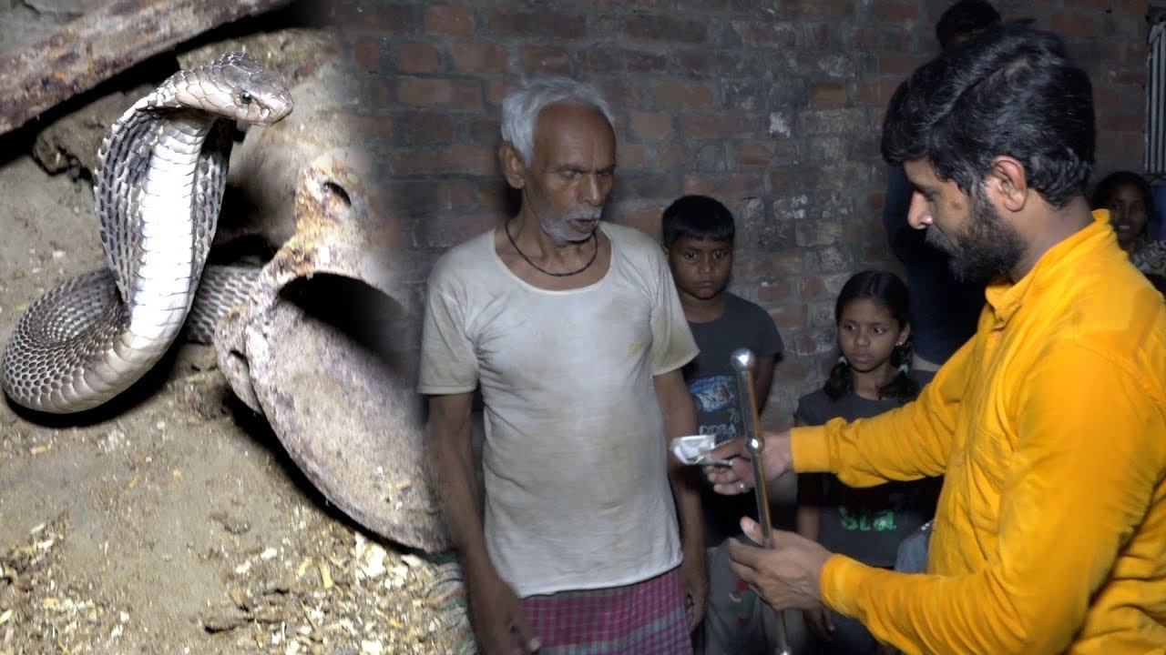 यकीन नहीं होगा कोबरा सांप का गुस्सा इतना कि खुद को काट लिया।। Cobra  Venomous Snake Rescue in Village - YouTube