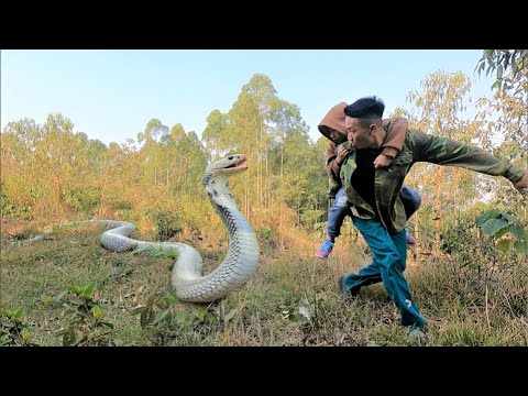 Cobra carving - YouTube