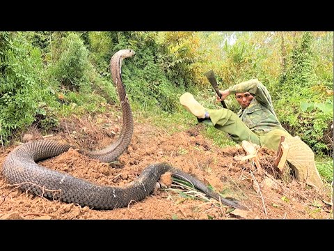 Cobra carving - YouTube