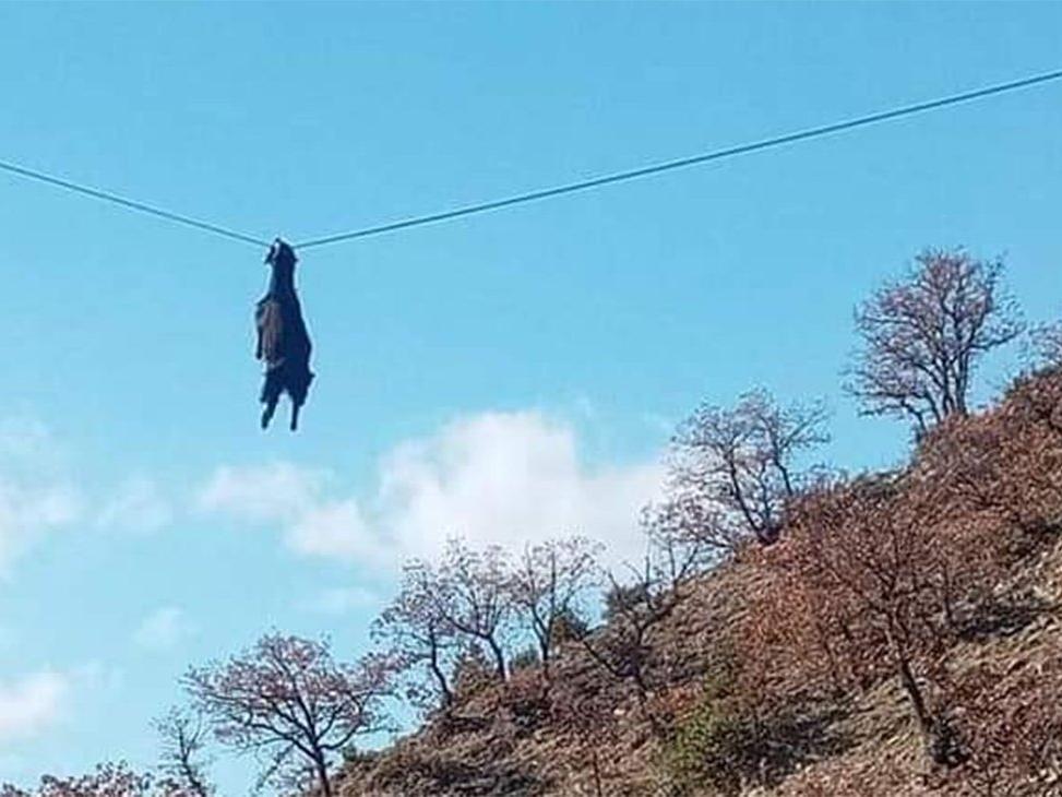 Sinop'ta ilginç görüntü! Gözlerine inanamadılar