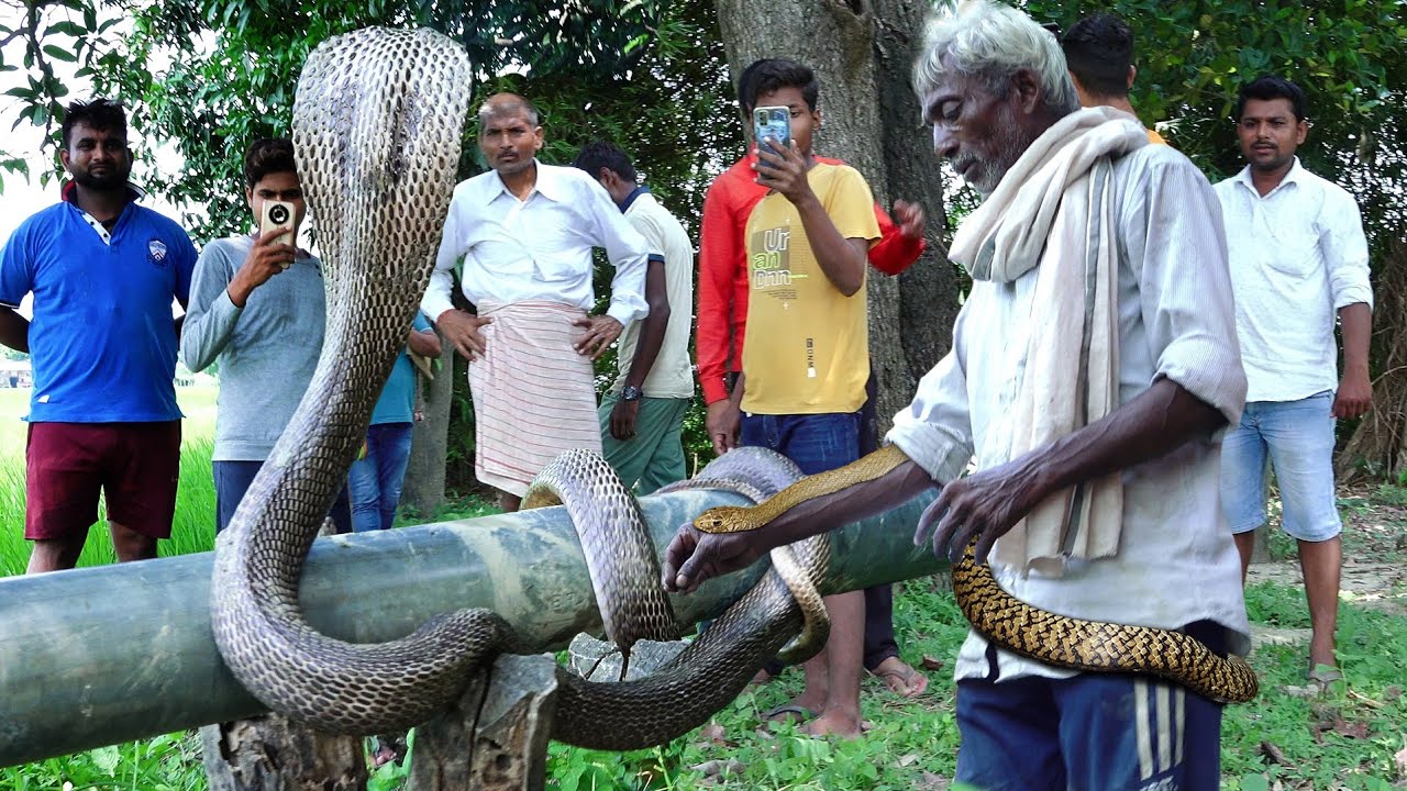 कुएं में गिरे एक साथ 2 अलग प्रजाति के सांप, कोबरा और घोड़पछाड़ को कैसे  रेस्क्यू किया। Cobra Vs Rat - YouTube