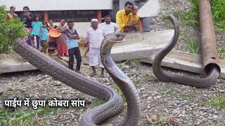 पाईप में छुपा कोबरा सांप, फिर देखिए कैसे रेस्क्यू किया Rescue cobra snake  from Ahmednagar - YouTube