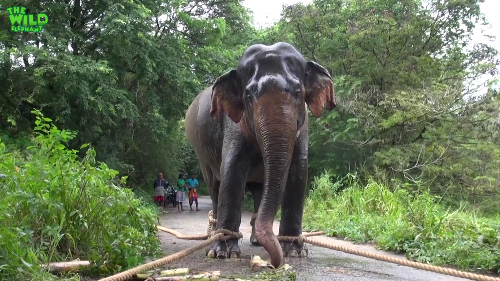 A Rescue Mission by a wildlife team: Humanity at its best, showing what humans can do – Wild Elaphant Video