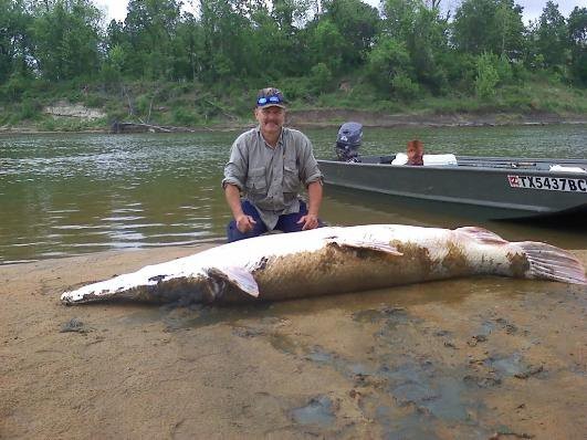 Cá sấu mõm dài Alligator Gar ảnh 25