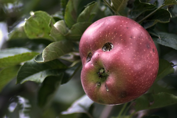 Fruits and Vegetables that looks alive