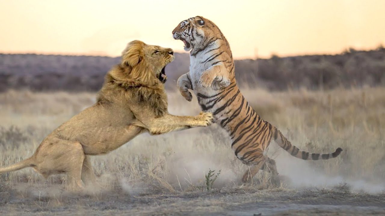 Lion VS Tiger - Who will win in a fight ? - YouTube