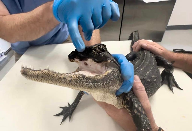 Jawless Alligator Rescued in Florida, and It's Not That Uncommon - Business  Insider