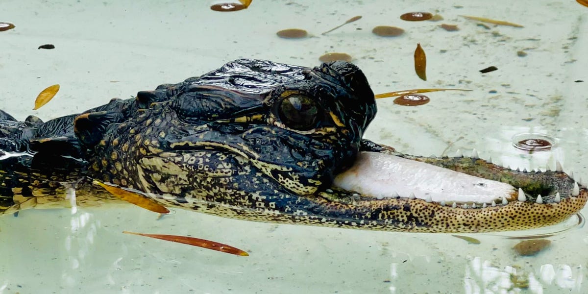 Jawless Alligator Rescued in Florida, and It's Not That Uncommon - Business  Insider