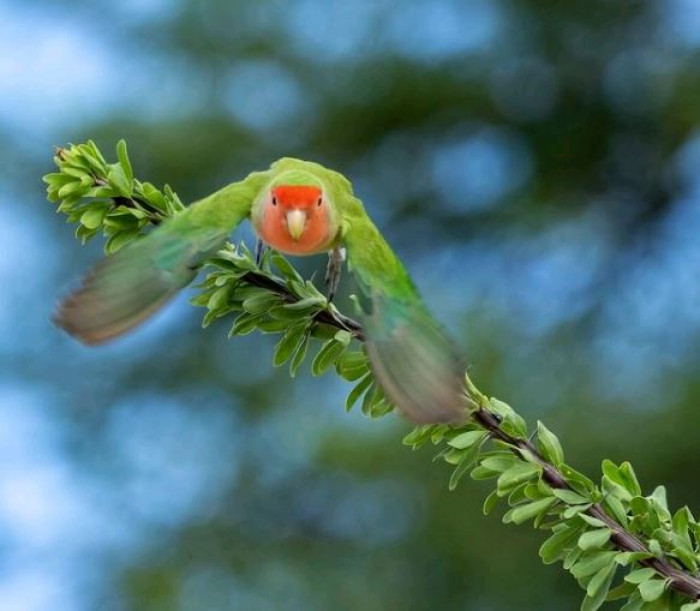 They usually just eat seeds and Ƅerries, and they мay gather in flocks when there is an aƄundant presence of food. With that said, they can also Ƅe pests in agricultural lands as they like to feed on crops such as мillet.