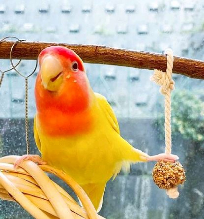 Most loʋeƄird species grow up to 10-14 cм, and these rosy-faced species are actually the larger ones out of theм as they can potentially reach 15 cм in size.