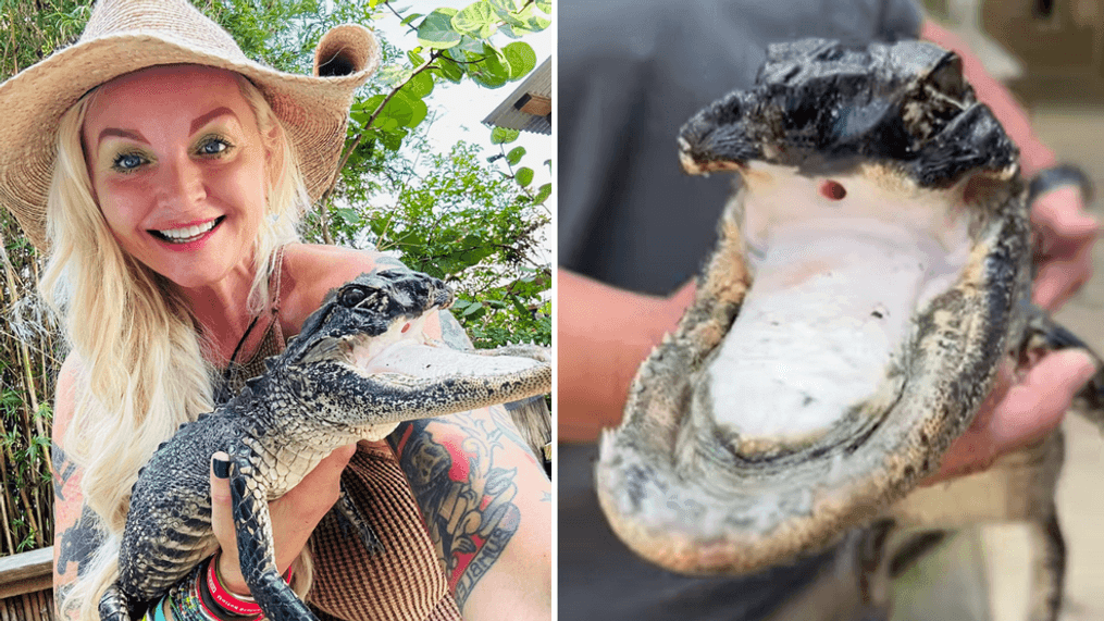 Rescued jawless alligator finds new home at Florida wildlife preserve