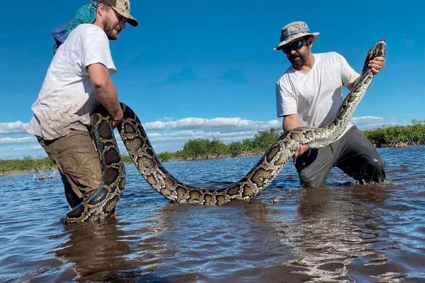 Los expertos encontraron pezuñas en el estómago del monstruo, lo que significa que el venado de cola blanca debe comer su última comida.