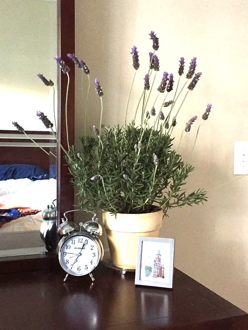 Lavender plants with purple flowers