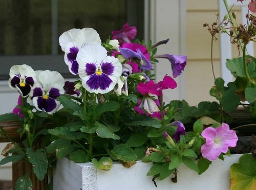 Purple flowering houseplants