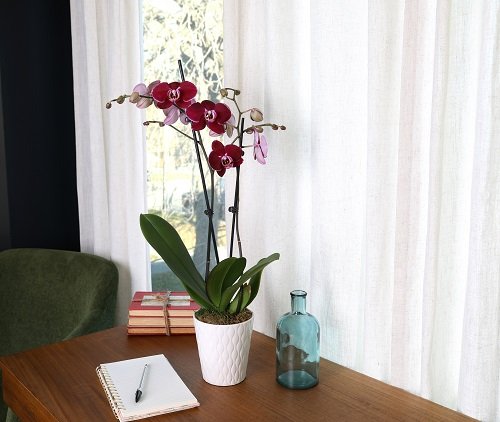 Orchid with purple flowers indoors