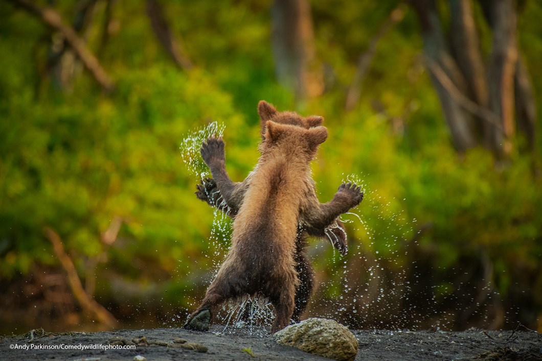 andy-parkinson_coмedy-wildlife-photography-awards_2021-11-19.jpg