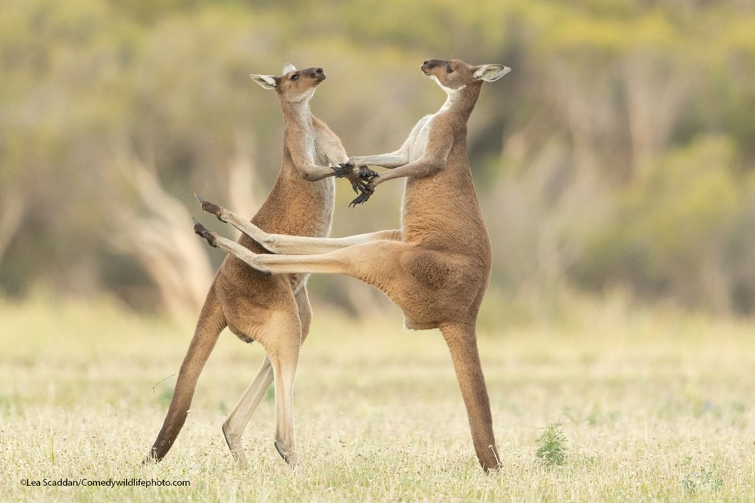 Lea-Scaddan_Coмedy-wildlife-photography_2021-11-19.jpg