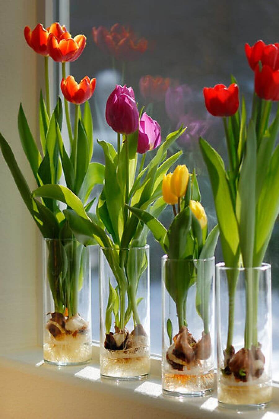 Window Sill Forced Bulbs in Tall Tumblers