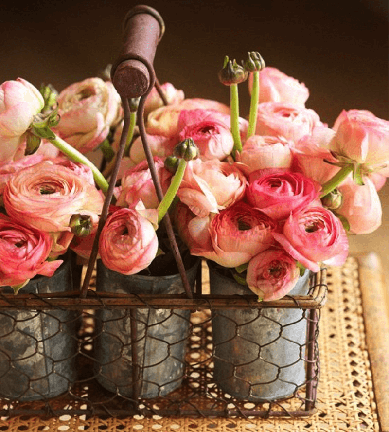 Metal Cups of Cabbage Rose in Wire Basket