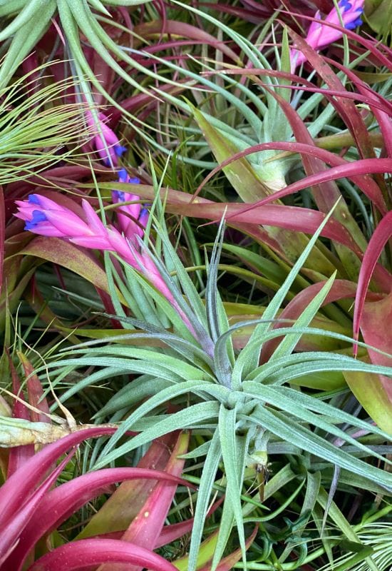 Air Plant (Tillandsia spp.)