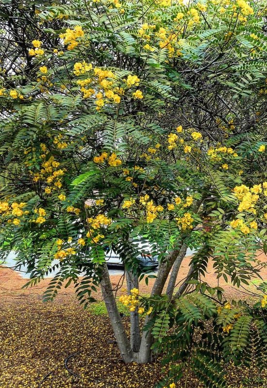 American Cassia (Senna spectabilis)