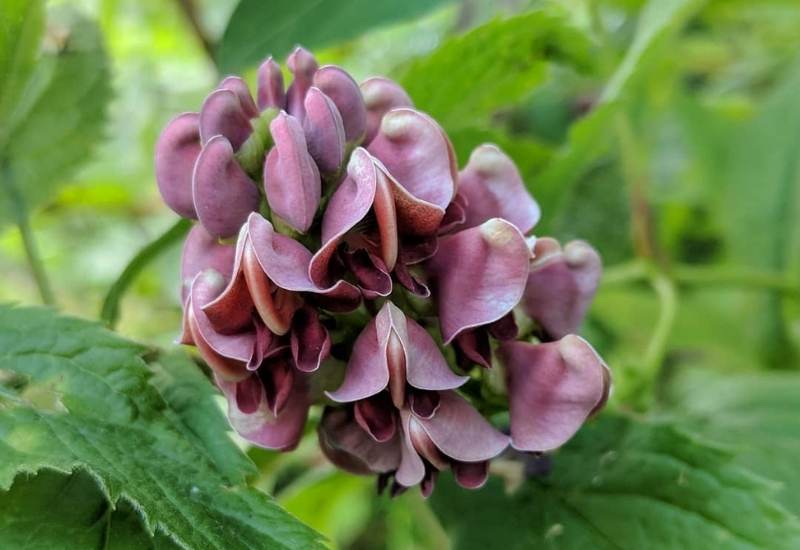 20 Gorgeous Shade-Tolerant Flowering Vines To Add Vertical Color And Texture To Your Shady Garden 1