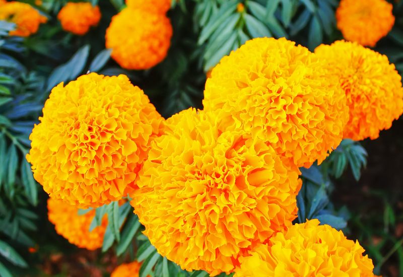 Mexican marigold