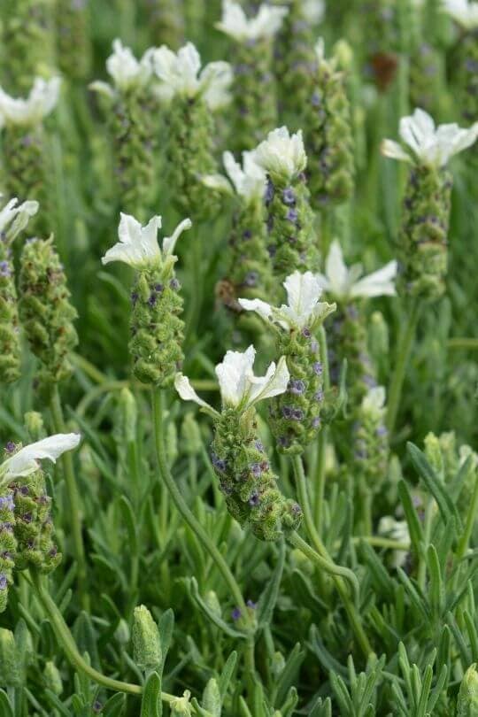 Ballerina French lavender Lavandula stoechas Ballerina