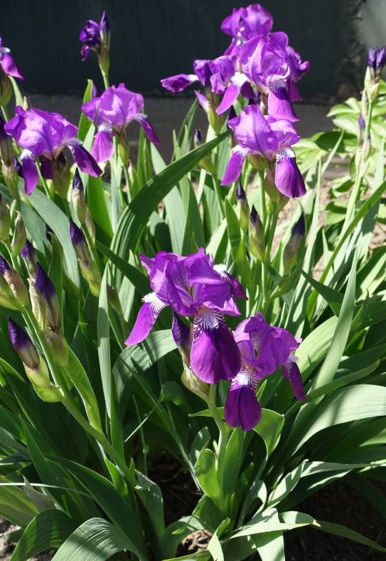 Bearded Iris (Iris germanica)