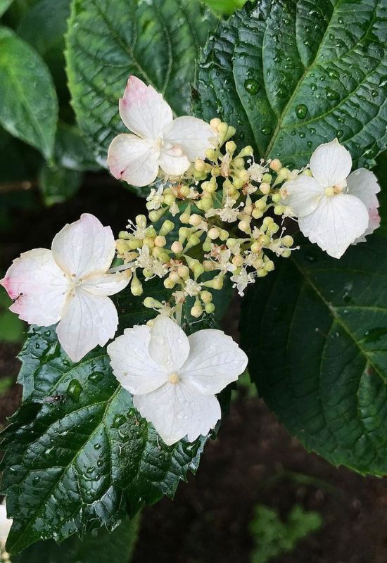 Beni-Gaku mountain hydrangea