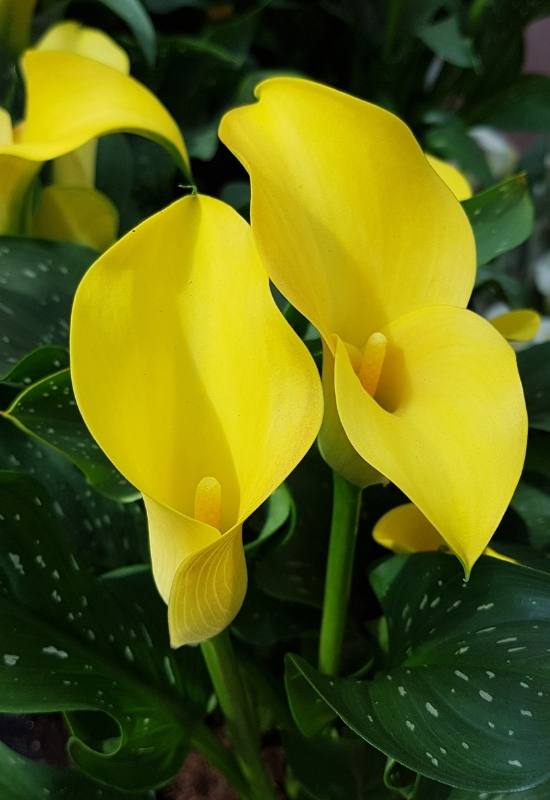 Best Gold – Zantedeschia Best Gold